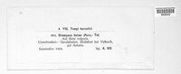 Uromyces betae image